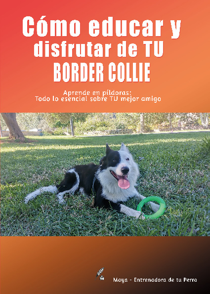 Cómo educar y disfrutar de tu border collie